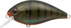 Evergreen International SH-3 Shallow Squarebill Crankbait -Fishing Sale Shop green 2Bpumpkin 2Bgill